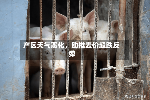 产区天气恶化，助推麦价超跌反弹